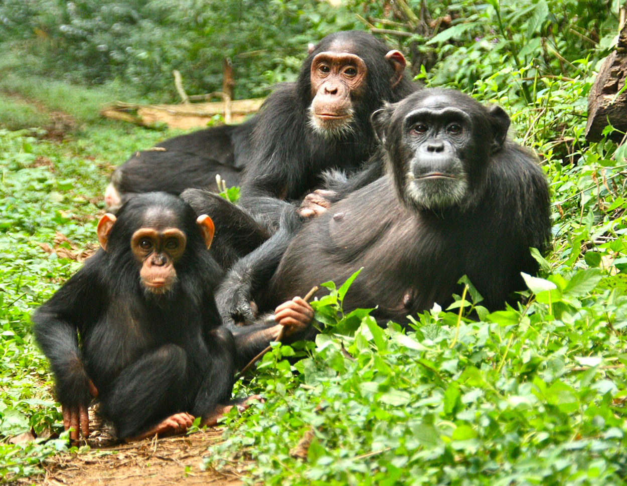 chimpanzees-kibale-forest-jeresh-african-safaris
