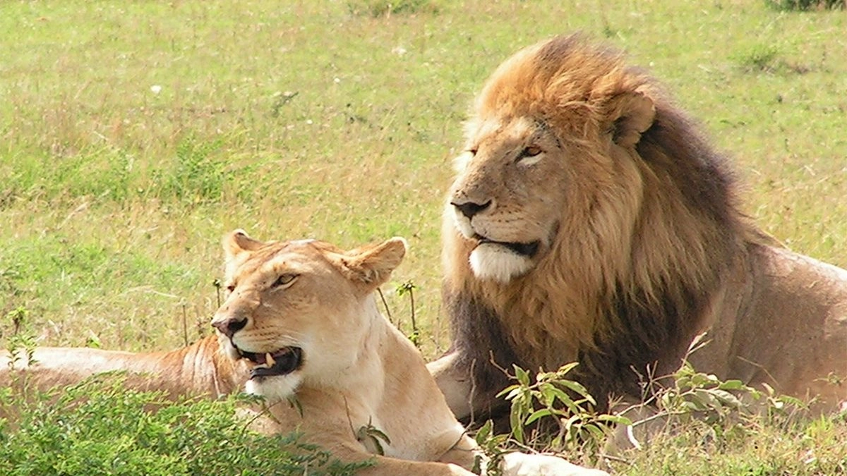 lions in uganda